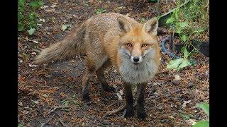 Immer diese Füchse - Fuchs macht Sitz - lustiger, zahmer Fuchs