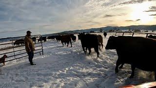 How Long Can We Keep Grazing Our Cows This Winter?