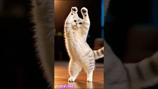 Super Duper Cute Cat Dance. #cat #dance #shorts #viral