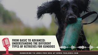 Episode 84  From Basic to Advanced  Understanding the Different Types of Retrieves for Gundogs