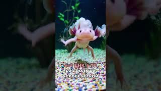 АКСЕЛОТЛЬ — СУЩЕСТВО С ДРУГОЙ ПЛАНЕТЫ #животные #акселотоль #факты #океан #море