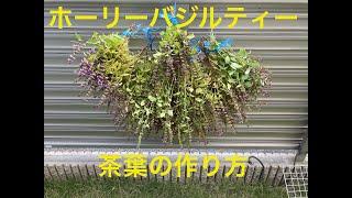 ホーリーバジルティー 茶葉の作り方