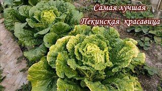 ПЕКИНСКАЯ КАПУСТА -  делайте так и будете всегда с урожаем