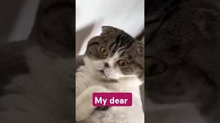 what are you doing beautiful  #subscribe #pets #cat #funny #catvideos