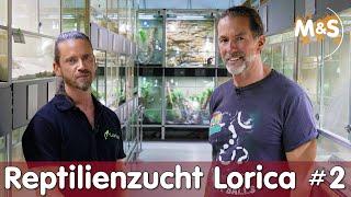 Lorica Zuchttricks | Buschkrokodil, Taubagame, Stachelschwanzgecko | Reptil TV