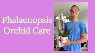 Phalaenopsis Orchid Care Tutorial