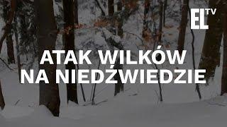 Wilki atakują niedźwiedzie - niesamowite wideo