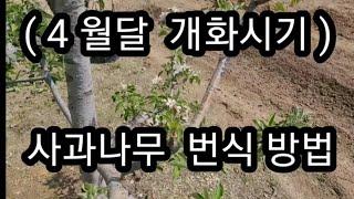 사과 나무  삽목 공중취목  가장쉬운 방법