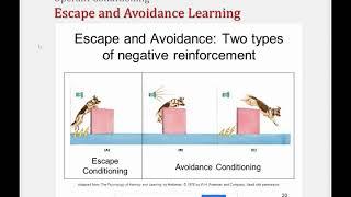 OC Escape and Avoidance Learning