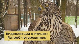 Видеолекции о птицах: Ястреб тетеревятник.
