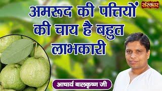 अमरूद की पत्तियों की चाय है बहुत लाभकारी | Acharya Balkrishna Ji | Benefits of Guava Leaf~Sanskar TV