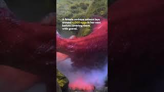 Sockeye salmon lays 4,000 eggs in riverbed #NatGeoWild #Shorts