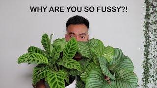 How To Care For Calathea | Houseplant Care Tips