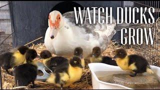 HOW DUCKS GROW? - Watch Muscovy Ducks Grow Day 1 to 2 Months #HOMESTEADING #Muscovyducks