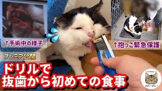 【老野良猫緊急保護】ボロボロなお口手術後初めての食事を出したら…