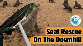 Seal Rescue On The Downhill