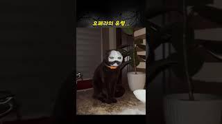 사고 친 오페라의 고양이