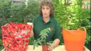 How To Grow Tomatoes From Plug Plants video with Thompson & Morgan.