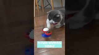 냥이집사는 아닌데도 사도 싶은 냥냥펀치장난감