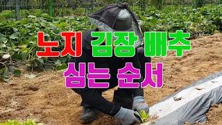 노지 김장 배추 심는 방법(순서)