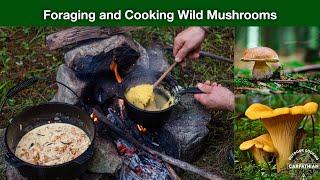 Wild Chanterelle Mushroom stew The most beautiful and popular mushrooms Beautiful and delicious