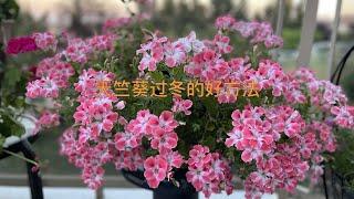 天竺葵如何安然过冬？教给你一个简单有效的好方法 how to overwinter Geranium