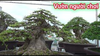 " Clip Đặc Biệt " Vườn Bonsai trên sân thượng ít ai biết đến của anh Đức ở quận Tân Bình TP.HCM