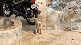 An old cat is chasing a fishmonger's motorcycle. Hoping to be given a piece of fish.