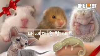 추석 연휴 종료 기념 (나 우냐..) 나새끼 종합 선물 셋뚜셋뚜 ㅣI’m THE Baby Compilation Gift Box