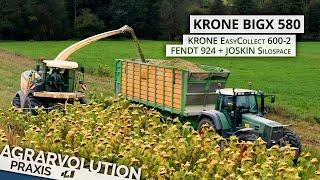 Krone BigX 580 + Easy Collect 600 - Fendt Favorit 924 • Harvesting sunflower | Agrarvolution Praxis