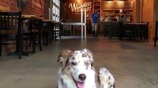 Dog friendly tour of Wooden Robot Brewery