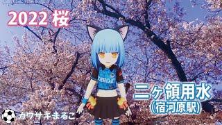 桜満開の二ヶ領用水2022【川崎フロンターレ公認キャラクター カワサキまるこ】