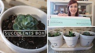 Succulents Box Unboxing | Succulent Subscription Box Review