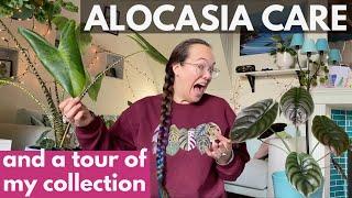 Alocasia care tips and tour of my collection | Plant with Roos