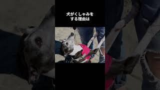 【犬の生態雑学6選】もっと早く知りたかった犬のいろいろ役に立つ雑学 #動物雑学 #犬 #ペット #shorts