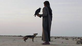 A rare video of a wolf howling with humans