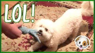 This Dog Goes CRAZY Over His Favorite Toy!