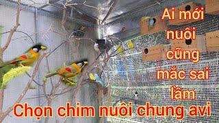 avi chim cảnh | chọn chim nuôi chung avi | ngũ sắc | chào mào | yến phụng