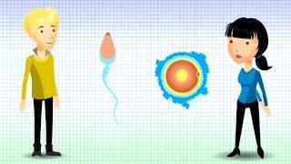 Understanding Chromosomal Translocation - Reciprocal Translocation v1.2