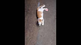 Dhoom: kartik baba#billi puch Rahi hai kya kam hai/cat asking what are you want#shorts#viral shorts#