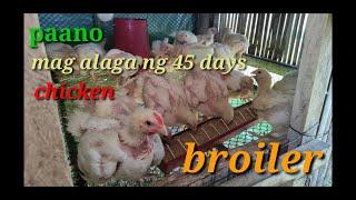 paano ang pag aalaga ng manok |broiler|45 days chicken|Tips sa pag aalaga ng broiler