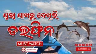 Satpada: Dolphin Resort Your Next Weekend Getaway | Odisha Tourism #odiavlog #satapada #budgettravel