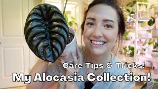 My Complete Alocasia Collection! | How to care for an Alocasia | Tips and Tricks!