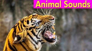 20 Wild Animals - Animal Sounds for Kids to Learn