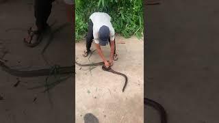 Chuyện ông cao bắt ra hổ #snake #birds #cobra #animals #shorts_