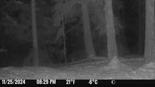 Sasquatch Photos Clear On A Trail Camera?