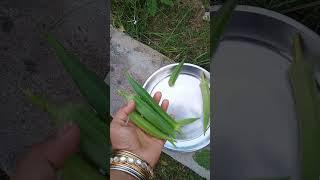 #harvest #gardening #shorts #viral #trending  #how to grow dhaniya (coriander) at home#terracegarden