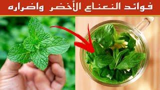 النعناع الأخضر 14 فائدة مذهلة للجسم و9 اضرار النعناع الأخضر يجب أن تعرفها !
