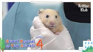 Today's Patient: Golden Hamster I Animal Hospital For Tiny Animals Season 4