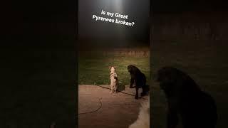 Coyote in my backyard, and my #greatpyrenees doesn’t give a Sh!t! #shorts   Is he broken?
